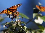 Monsanto’s Roundup System Threatens Extinction Monarch Butterflies Report