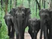 Attractions Wayanad