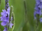 Blue Vervain Uses