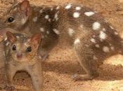 Australia ‘extinction Calamity’