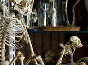 Best Museums #London No.11: Grant Museum Zoology @GrantMuseum