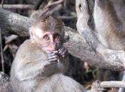 What Happens When Curious George Meets Jane Austen?