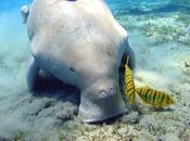 Save Gentle Vulnerable Marine Mammal from Extinction