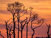 Incredible Sunset Chincoteague National Wildlife Refuge