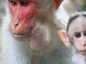 DAILY PHOTO: Macaque Portrait