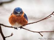 Snow Covered, Angry Bluebird