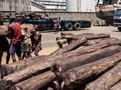 China’s Rosewood Craving Cuts Deep into Madagascar Rainforests
