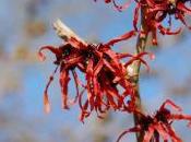 Hamamelis Intermedia ‘Diane’