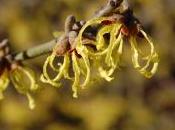Hamamelis Intermedia ‘Arnold Promise’