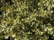 Euonymus Japonicus ‘Aureopictus’
