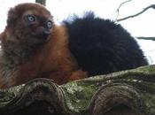 Appeal Save Endagered Lemurs Falling Deaf Ears, Campaigners