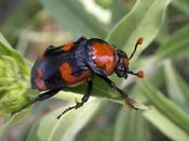 Business Endangered Species Management