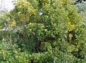 Lithocarpus Edulis