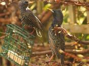 Wildlife Wednesday Looking Back February Garden Visitors