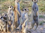 Meerkat Suricate ....... Video Livestreaming