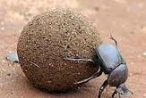 Dung Beetle Award Goes To...