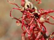 Hamamelis Intermedia ‘Carmine Red’