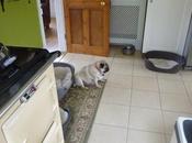 Caught Napping Some Rather Large Pebbles!!