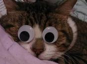 Images Cats With Googly Eyes