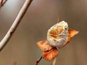 Willow Cones