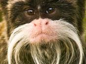 Showy Monkeys, Neanderthal Bling More Human Evolution Weekly Update (20/3/15)
