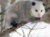 Creation: Opossums Help Combat Lyme Disease