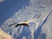 DAILY PHOTO: Canyon Condors