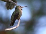 Annual Changes Hummingbird Migration Revealed Citizen Naturalists