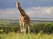 Wild Giraffes Suffering ‘silent Extinction’