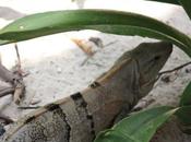DAILY PHOTO: Iguana Back Mexico
