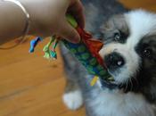 Puppy Play Biting: Teach Teething Bite
