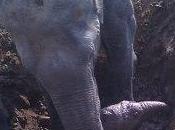 Mother Never Forgets: Elephant Spends Hours Desperately Trying Pull Baby Free from Muddy Well