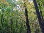 Wildfire Critical Calculating Carbon-payback Time Biomass Energy Projects