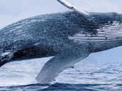 Whale Watching Iceland Other Alternative Winter Activities