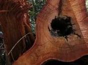 Subsidies Industries That Cause Deforestation Worth Times More Than Prevent