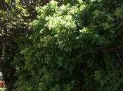 Other Flowers Coldwater Farm