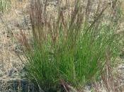 Converting ‘Weedy’ Grass Quality Forage Livestock