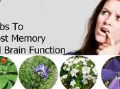 Effective Herbs That Help Improve Memory Fast