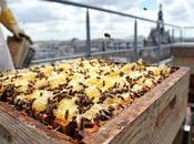 Solutions Transforming Your Balcony into Biodiversity Sanctuary