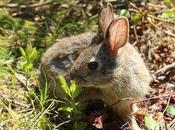 Protecting England Cottontail Habitat Cape