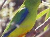 ‘Urgent’ Crowdfunding Campaign Hopes Help Save Three Native Australian Birds