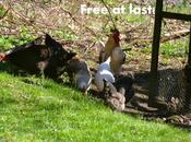Free Range Chickens