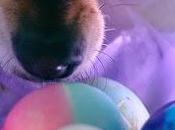 Easter Inspired Treats: Eggs Good Your Pet?
