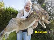 World’s Biggest Bunny Weighs