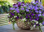 HGTV HOME Plant Collection Wants Turn Garden Color This Spring
