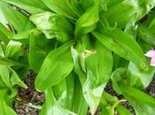 Identify This Plant Lily Valley?