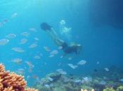 Glorious Underwater Life Maldives