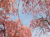 Cherry Blossoms Farmingdale State College