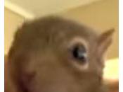 Baby Squirrel, Adopted Mommy Cat, Purrs Like Kitten!