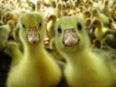 Super Cute Images Ducklings
